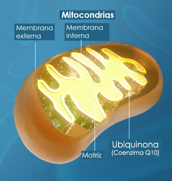 La ubiquinona se encuentra en las mitocondrias