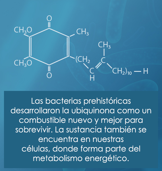La ubiquinona como nuevo combustible de las bacterias