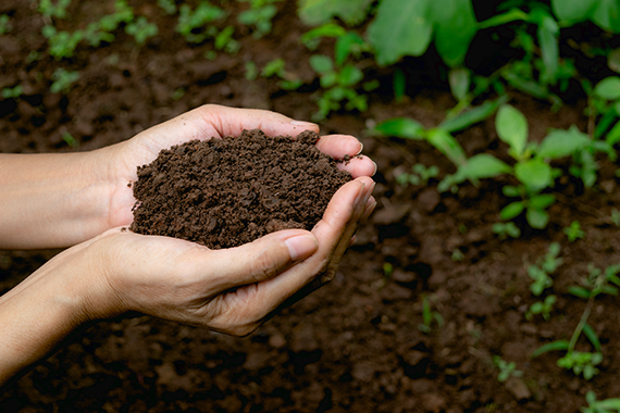 El selenio es un micronutriente esencial necesario