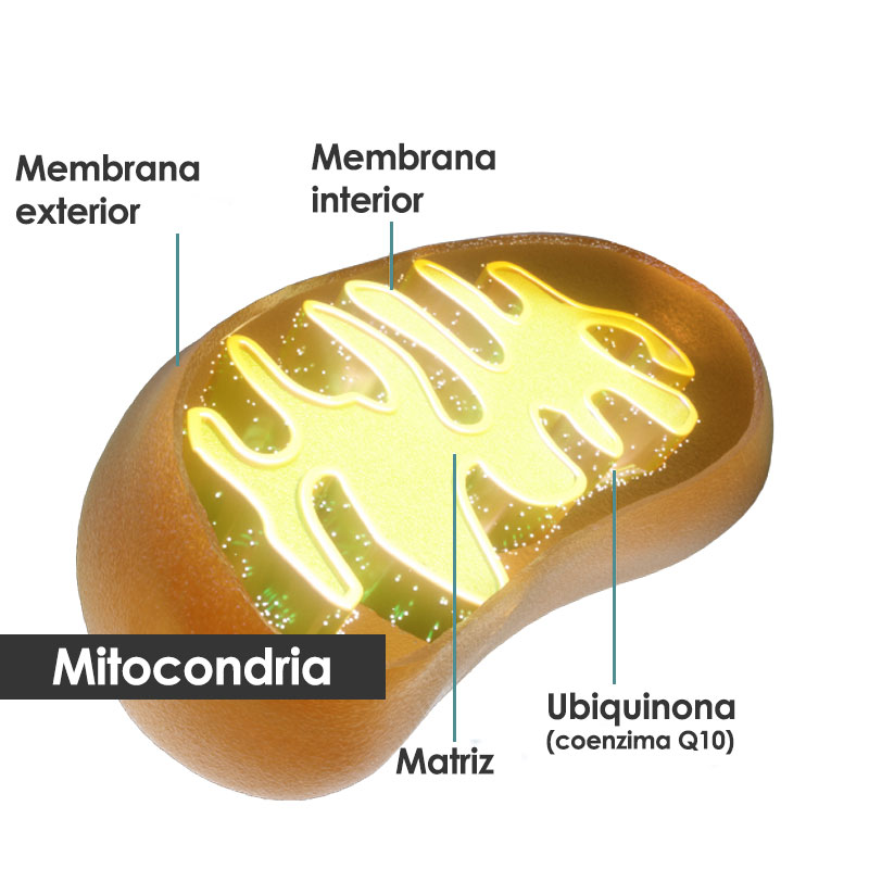 La energía se produce en el interior de las mitocondrias. La Q10 está en todas ellas.